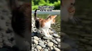 tomorrow you'll receive good news #cat #gaming #music #funny #wapendwamuziki #catradio #kittytv #cat