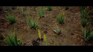 From Plant to Product to You