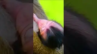 Life of Baboons: Baby Monkey Exhausted Trying To Hold On To Mother