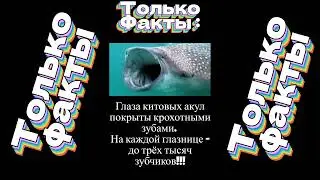 3 минуты интересных фактов.  Стань умней!