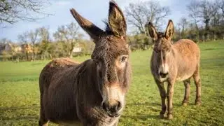 #donkey#funnydonkey#donkeyshorts#animals#animalshorts#funnyanimals#viral#viralshorts#shorts#ytshorts