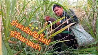 ได้ของเล่นมาใหม่ ลุยป่าอ้อยซำ้หมายเก่าด้วยเหยื่อข้าวอ่อย !!!