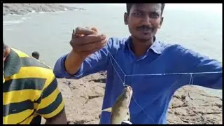 Aaj Amwa mud island me bohot शिकार करे