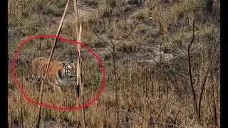 Close encounter with Tiger | Coming Close to us | Tiger safari in Katarniya Ghat Uttar pradesh .