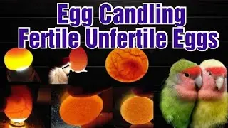 5 Best Food Super For Birds ||Solution Of LoveBirds Infertility ||Best BreeDing Food ||Season 2025||