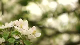 Carl Zeiss Jena Biotar 58mm F/2.0 HD Video Test