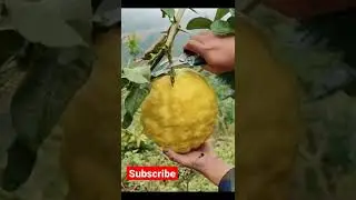 big lemon 🍋🍋🍋 || lemon tree