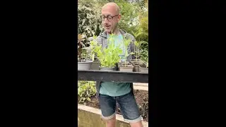 Grow your OWN cut flowers 💐
