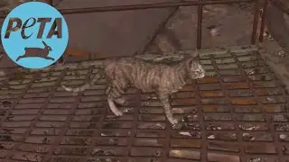 Cat Lives Matter