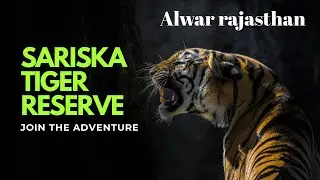 Sariska Tiger Reserve Jungle Safari 2025 (Alwar) &ndash; 4K Video
