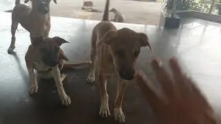 Dog Lover/funny dogs ,Begging food #video