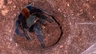 Feeding some T’s