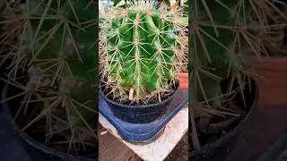 Succulent plants may store water in various structures, such as&nbsp;leaves&nbsp;and&nbsp;stems.