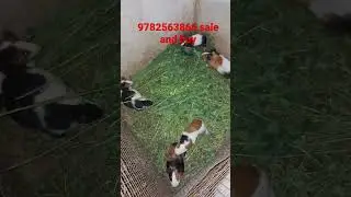 #viralvideo #viral / guinea pig sale #guineapig guinea
