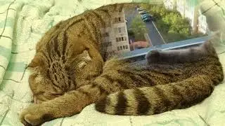 To sleep, perchance, to dream... 😍😻🥰 #cutecats #interesting #funny #cats #relax 