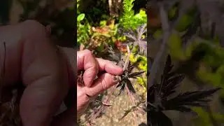 X Geranium pratense &lsquo;Black Beauty&rsquo; seeds and bugs