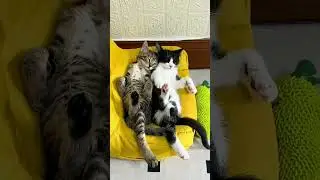 Cat Core Compilation Part 20 #catcompilation 