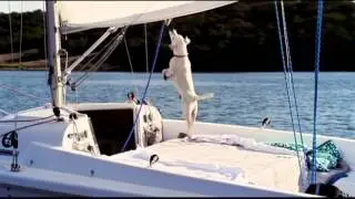 Discover Boating dogs