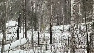 Gunflint moose! January 2026