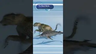 Speed Comparison | Cheetah Vs Fastest Fish