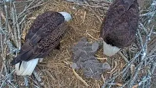 EP#284 #baldeagle Review birds in nest with nature #birdslovers #birdsounds #birdsnest #wildbirds