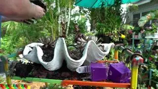 GIANT SUCCULENT CLAM SHELL PLANTER! // TROPICAL PLANT PARTY