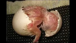 Egg hatching prosecting step 1