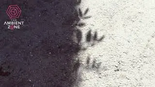 Deep Learning - Sunken Forest (The Ambient Zone)