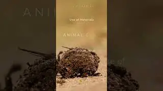 Unconventional Mediums: Animal Dung | Seed Gallery #materials #art #artist #medium #gallery #shorts