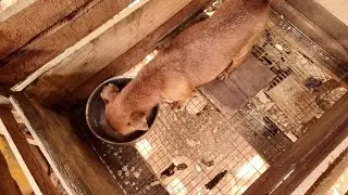 Her Appetite is HUGE! What We're Feeding Our Pregnant Dog