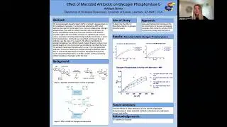 Effect of Macrobid Antibiotic on Glycogen Phosphorylase b