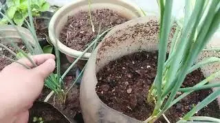 Klu sudah liat tanaman seru banget ya,🤭#gardening#hobi#🥰💪