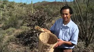 Cholla Buds