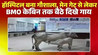 Sidhi News : Rampur Naikin Hospital बना गौशाला | मेन गेट से लेकर BMO केबिन तक बैठे दिखे गाय, बैल