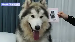 Dog Paw print kit