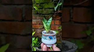 Reusing ♻️ old Tea Cup 🍵🔀 Propagate snake plant #reuse #shorts