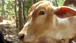 Goa - Holy cow love pizza