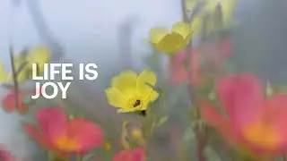 Life is Joy | Video Product Extract | Barry Long