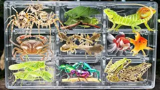 I catch insects in the garden l get, Lizard, Katydid, Wolf Spider, Froglet, Crab, Goldfish, And frog