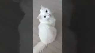 #meow #catcute #cat #cats_of_day #cats_of_world #cats