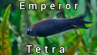 Emperor Tetras take the Spotlight in the Community Fish tank.