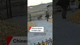 Chinese farmer escapes mauling from Siberian tiger
