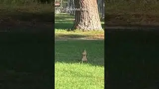 Cute squirrel core
