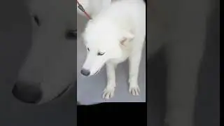 Pet Shower Gel