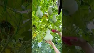 Harvesting organic bottle gourd l #organicgardening #vegetable #gardening