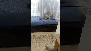 Cat eats bird!!! Fail Experiment. #shorts