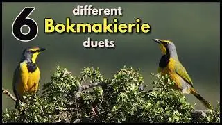 6 different Bokmakierie duets