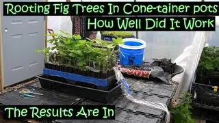 Rooting Fig Trees in Cone-tainer pots : How Well Did It Work