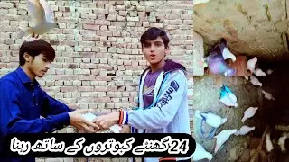 It is very difficult to train so many pigeons || 24 ghantay kabotaron ke sath rahna 