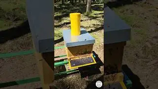 Massive Bee Activity at My Forest Hive! 🐝🌳 #пчеловодство #aricilik #beekeeping #beekeeper #honeybee